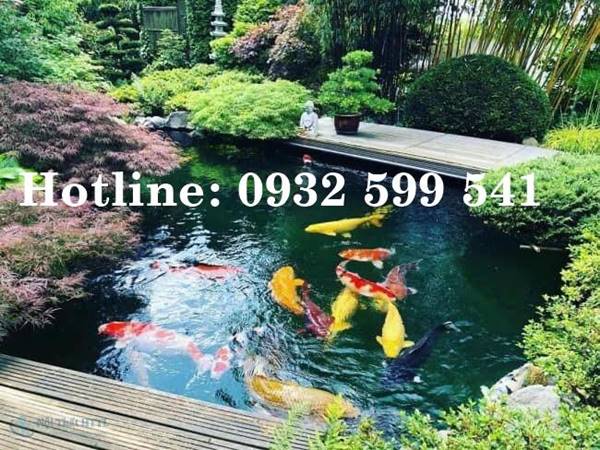 Thiết kế thi c&ocirc;ng hồ c&aacute; Koi tại Tuy Phong