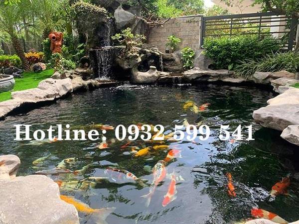 Thiết kế thi c&ocirc;ng hồ c&aacute; Koi tại Tuy Phong